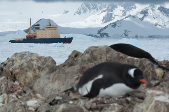 icebreaker sailing on the scored ice Antarctic Strait near the p
