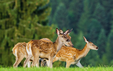 Naklejka na ściany i meble fallow deer - herd on a meadow