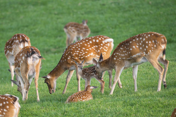 fallow deer - herd on a meadow