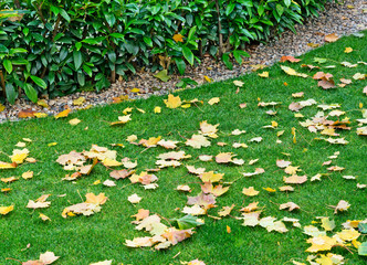 autumn garden