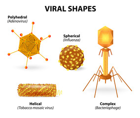 Shapes of viruses