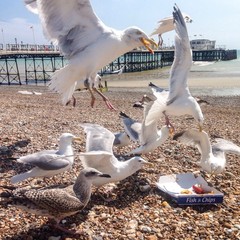 Hungry seagulls