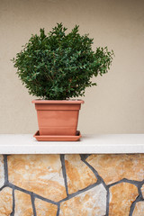 Decoration plant (buxus) on the wall