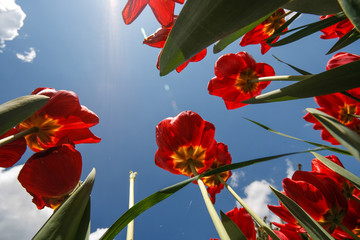 The sky from the ground between tulips
