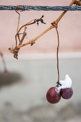 Grapes coverd with snow in winter