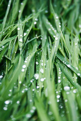 Grass after raining