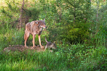 Coyote (Canis latrans) Stands at Den - Pup Runs Right