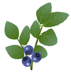 blueberry