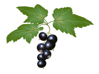 blackcurrant