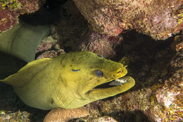 green moray, Gymnothorax funebris