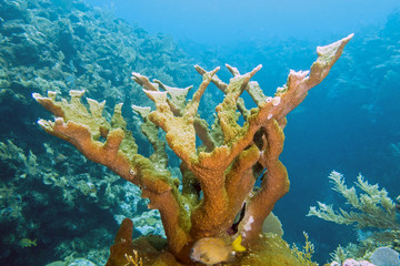 Naklejka premium Elkhorn coral ,Acropora palmata