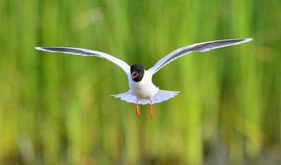 flying Gull (Larus ridibundus)