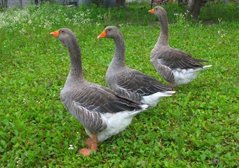 des oies