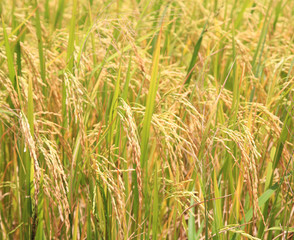Ripe rice farm