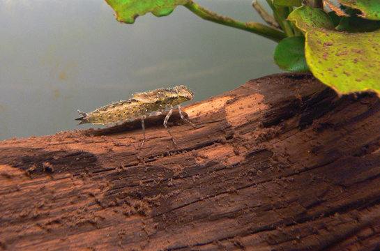 larva di libellula Anax imperator