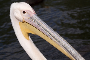 Funny pelican portrait