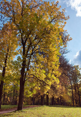 Fototapeta na wymiar Russia,Gatchina, bright autumn tree in park