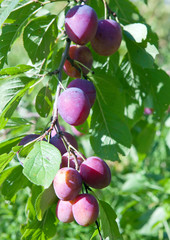 branches of a plum tree with ripe fruits