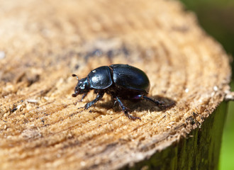black beetle on a stub