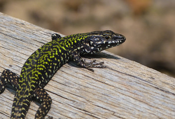 lucertola muraiola (Podarcis muralis)