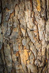 bark texture of tree