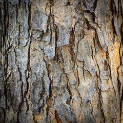bark texture of tree