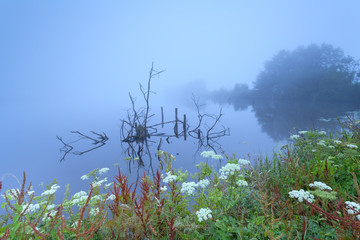 foggy morninh on wild lake