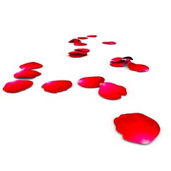 Petals of roses fall on a floor