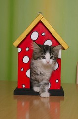 Norwegische Waldkatze kommt aus Vogelhaus