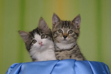 Norwegische Waldkatze und Europäische Hauskatze
