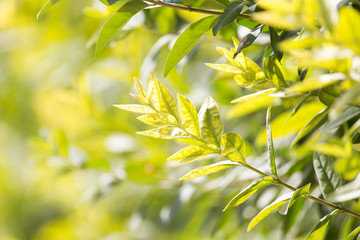 beautiful branch with leaves in nature