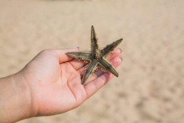 Wet woman hand holding red five point starfish.