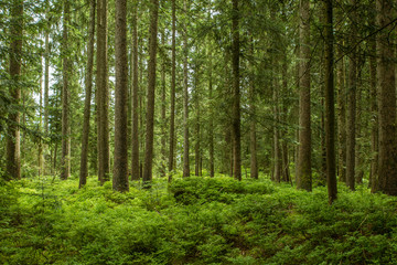 Fototapeta na wymiar In the Woods