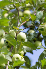 apples on the tree in nature