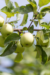 apples on the tree in nature