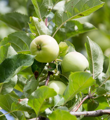 apples on the tree in nature