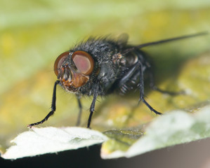 fly in nature. close-up
