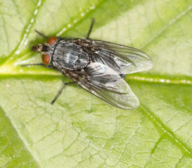 fly in nature. close-up