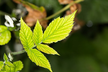 leaves at night. close-up