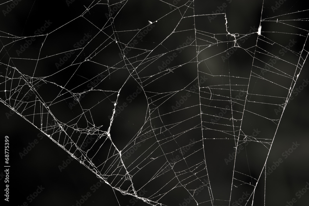 Canvas Prints spider web on a black background