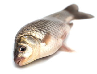 fish on a white background