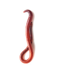 worm on a white background