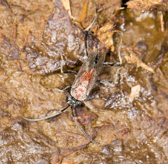 dung beetle. close-up