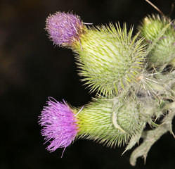 burdock
