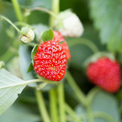 strawberry in nature. macro