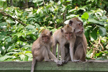 Naklejka na ściany i meble Balinese monkey with her baby