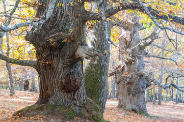 Chestnut trees of El Tiemblo, Avila (Spain)