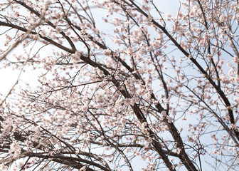 Fototapeta na wymiar beautiful flowers on the tree in nature