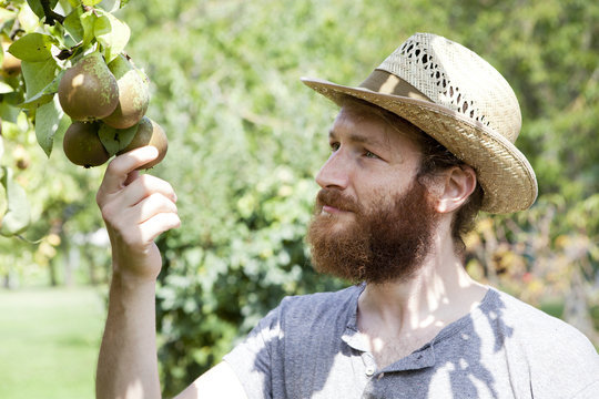 young bearded boy farmer who gathers pears from the tree