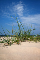 Grass on beach.